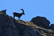 Anello Lago Rotondo di Trona, Pizzo Paradiso, Cima di Valpianella, Rif, Benigni il 27 agosto 2018 - FOTOGALLERY